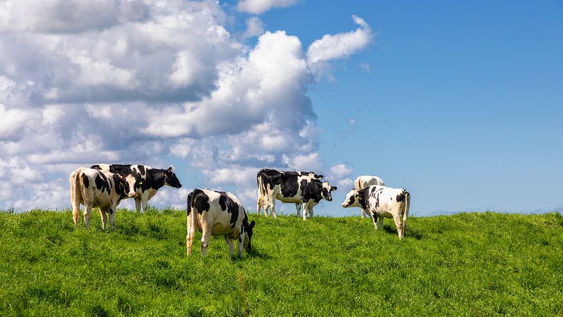 Typisch Hollands beeld von Bram van Broekhoven