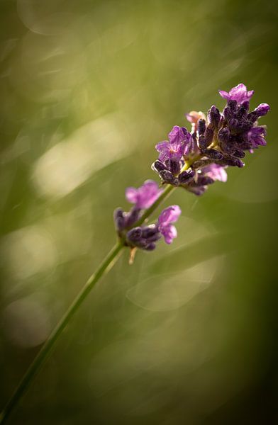Lavendel von Rene van Heerdt