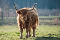 Schottischer Hochlandbewohner