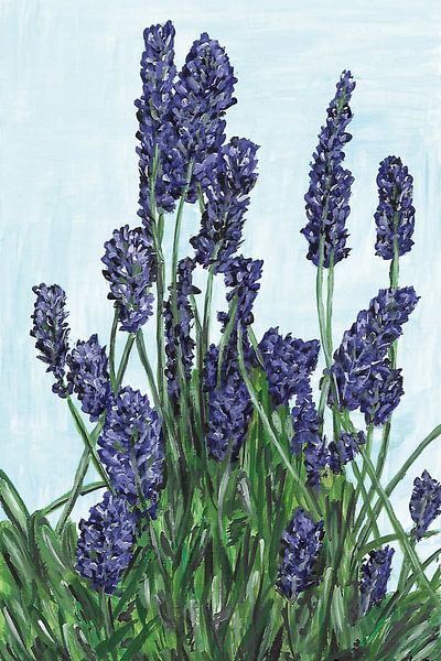 Lavendel im Sommer von Alena Drisner