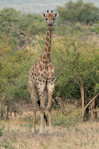 Giraffe von Ingrid Sanders