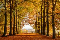 Beech avenue in autumn
