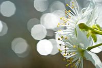 pruimenbloesem met zonnevlekjes