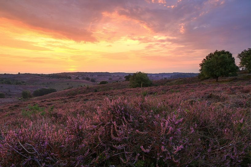 Heathlands Posbank au lever du soleil par FotoBob