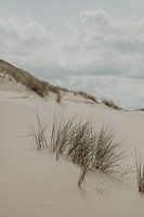 Dune grass at sea