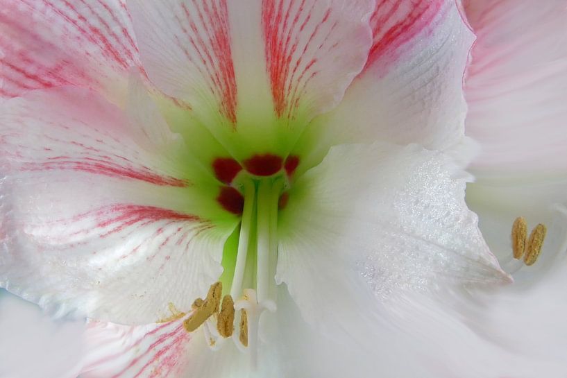 White amaryllis by Hans Heemsbergen