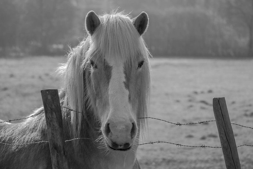 HORSE by Thomas Depauw