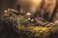 Small cute mushrooms on a tree stump with lots of moss