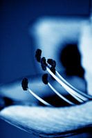 Amaryllis 07 - L'union fait la force