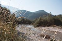 Along the river in the morning light