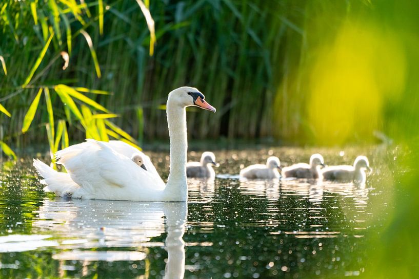 Swan with youngs by Glenn Vlekke