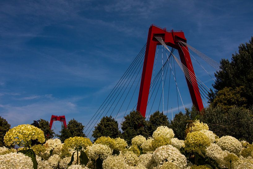 Willemsbrug Rotterdam by RoffaPics