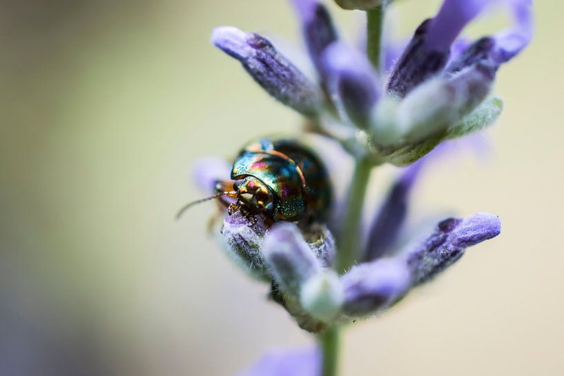 Lavendel &amp; kever von Zsa Zsa Faes