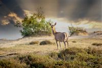 Hinde s'occupant de moi