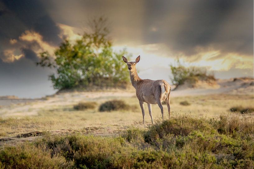 Hinde s'occupant de moi par miranda tijssen