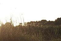 Zon & Gras