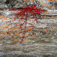 Rotsplant in rivieroever