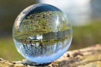 Globusfotografie Schwan