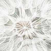 Flocken von Löwenzahn