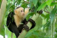 Bezorgde kapucijnaap in boom
