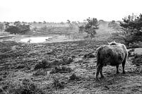Highlander in Wiesenlandschaft