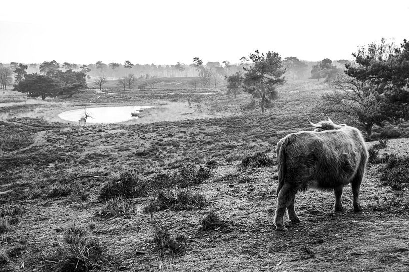 Highlander in Wiesenlandschaft von Loes Valckx