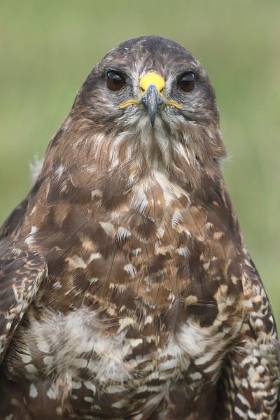 Mäusebussard (Buteo buteo) von Ronald Pol