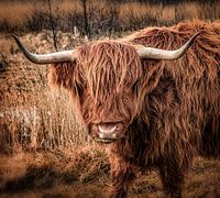 Highlander écossais