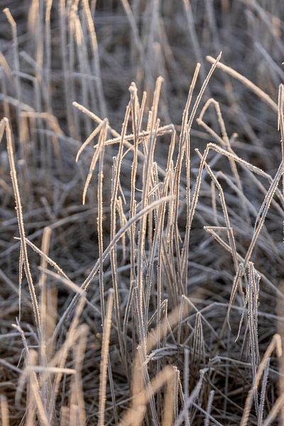 Winter scenes early in the morning by Lydia