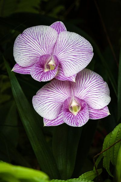 Tropische Orchideen mit violetten und weißen Rippen in perfekter Harmonie von Frank Photos