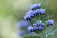 Purple flowers in the garden