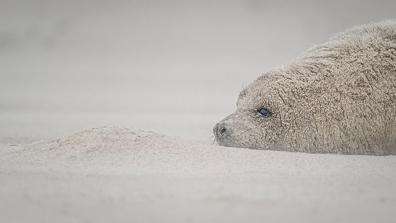 Am Strand von Düne, Helgoland, Deutschland von Martijn van Dellen