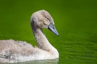 Young baby swan