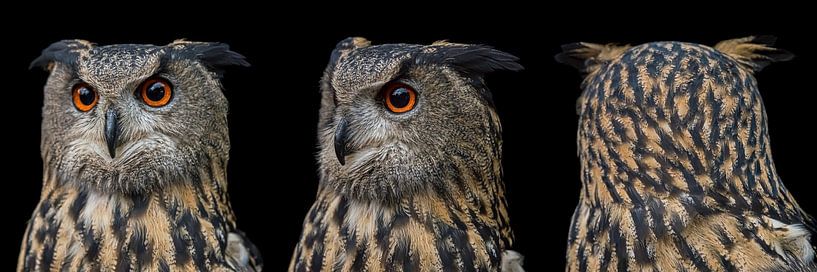 Panorama einer Eule: Sieht sich nur um! von Marjolijn van den Berg
