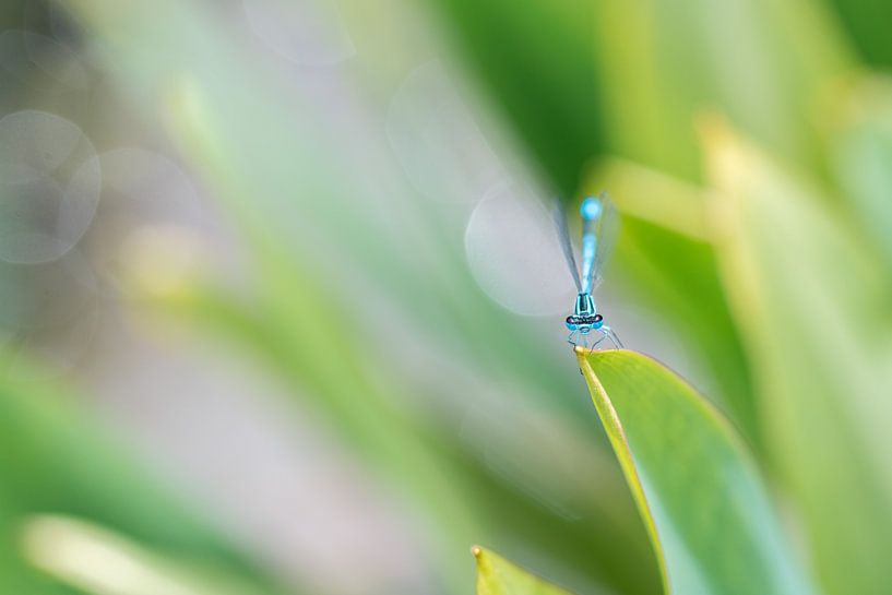 Waterjuffer von Cathy Php