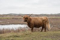 Scottish Highlander on Texel
