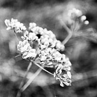 Heracleum mantegazzianum