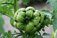 Blacks from the Crimea