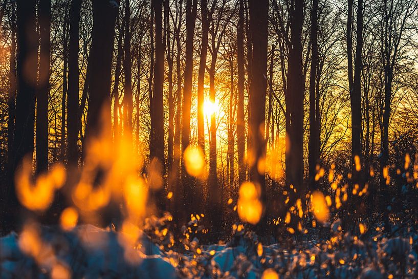 Coucher de soleil dans une forêt hivernale par Catrin Grabowski