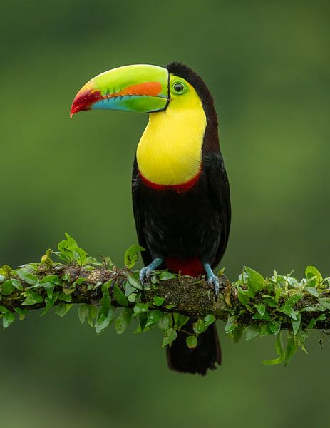 Keel-Billed Toucan by Dick van Duijn
