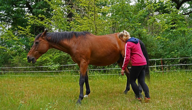 Trakehner Feldmeyer au pâturage avec sa propriétaire par Babetts Bildergalerie