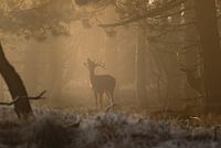 Nebliger Morgen im Wald