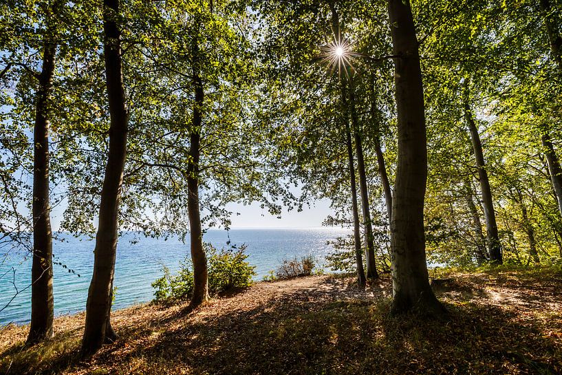 coastal forest by Ursula Reins