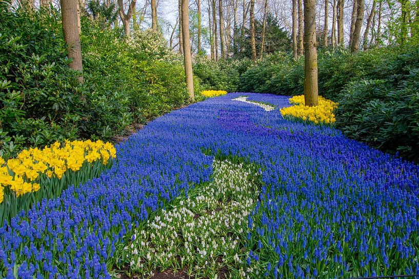 Keukenhof - River of flowers by Bas Greevink