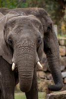 Olifanten in Safaripark Beekse Bergen