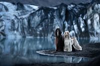 IJsland, Afghaanse Windhonden bij Sólheimajökull