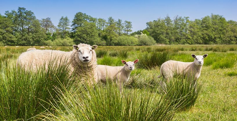 Mutterschaf mit zwei Lämmern in der Drenther Heide von Marc Venema