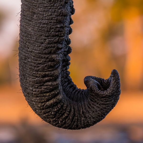 Der Elefantenrüssel von Omega Fotografie