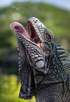 Karibischer Leguan in Aktion