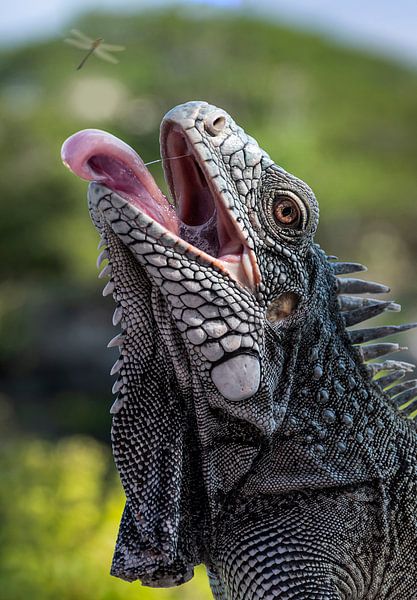 Karibischer Leguan in Aktion von Maikel van Willegen Photography